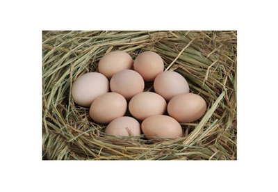 特色禽蛋-農(nóng)樂(lè)網(wǎng)-優(yōu)質(zhì)農(nóng)產(chǎn)品訂購(gòu)平臺(tái)和生態(tài)農(nóng)業(yè)旅游