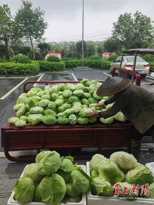 衡陽(yáng)市人民政府門戶網(wǎng)站 衡陽(yáng)城鄉(xiāng)產(chǎn)業(yè)運(yùn)營(yíng)集團(tuán)銷售中心采購(gòu)銷售本地農(nóng)產(chǎn)品超400萬(wàn)元