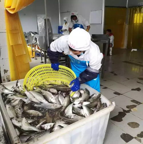 給力 臺風過后,斗門區(qū)水產(chǎn)養(yǎng)殖加工企業(yè)基本全面復工