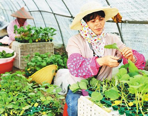 做農(nóng)產(chǎn)品銷售奠定創(chuàng)業(yè)基礎(chǔ),90后畢業(yè)生實(shí)現(xiàn)自己的創(chuàng)業(yè)夢(mèng)想