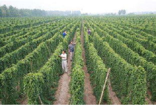 西北農產品 讓農產品搭上互聯(lián)網啟航