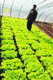 即墨沽河畔建萬畝現代化菜園 蔬菜可直通網店銷售